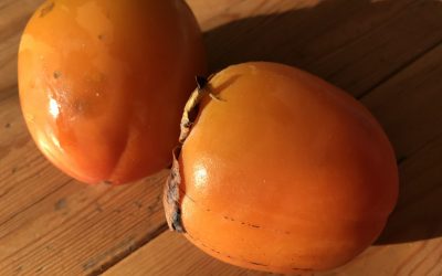 Tomel japonský (kaki, persimmon) v čínské dietetice