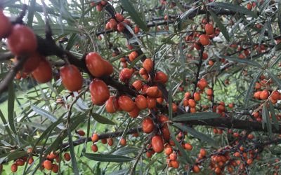 Rakytník řešetlákový – šťáva, prášek, marmeláda