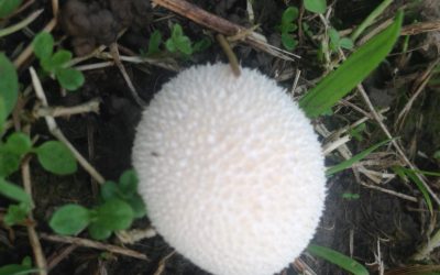 Na houby! Rostou pýchavky i žampiony