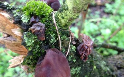 Auricularia aneb Walking in the rain