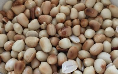Arašídy (podzemnice olejná) – pozapomenutá luštěnina