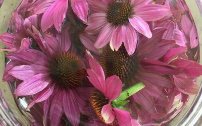 Echinacea (třapatka nachová): domácí tinktura