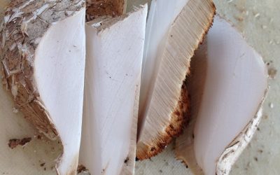 Březovník obecný – sběr, zpracování, použití