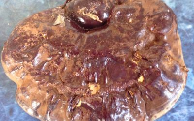 Lesklokorka lesklá (reishi) v našich lesích