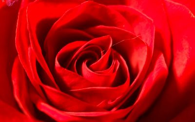 PADESÁT II: Růže – královna květin a také éterických olejů